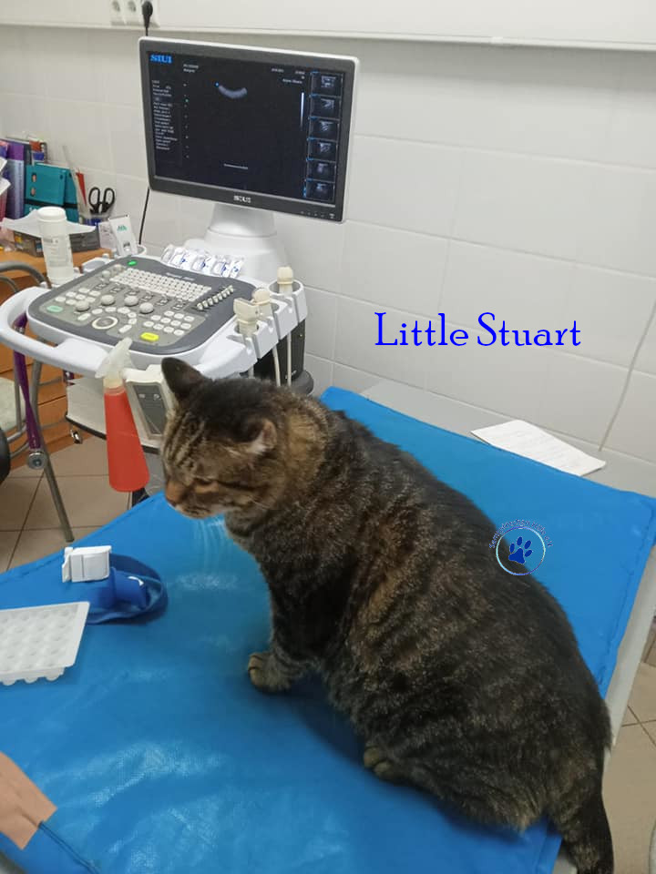 Irina/Katzen/Little Stuart/Little Stuart14mN.jpg